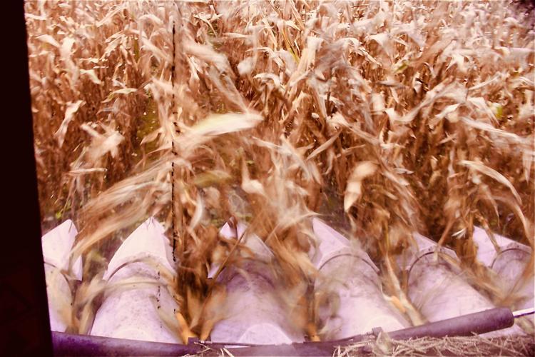 Combine corn