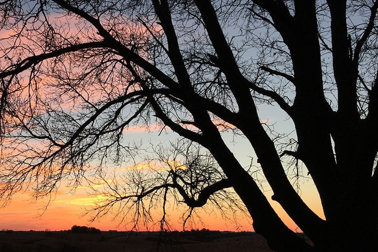 Poetry Early RIser