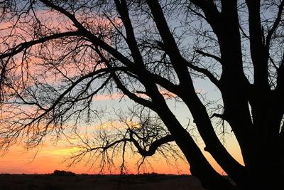 Poetry Early RIser