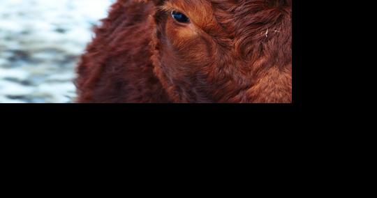 Livestock Auction Calendar January 19, 2024 - Vimarsana News