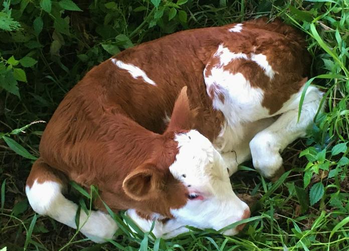 Fleckvieh calf