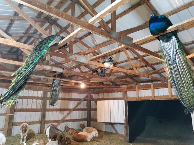 8 peacock gail bleidt.jpg