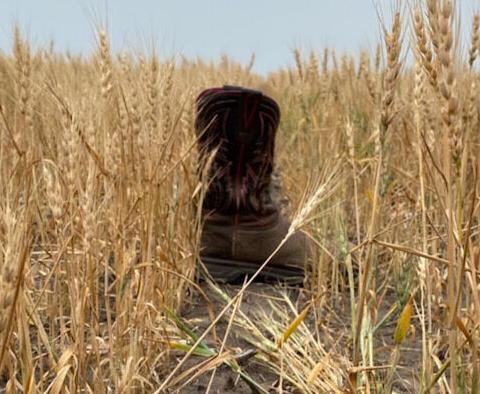 Spring wheat