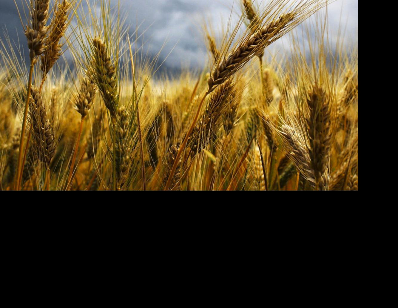 Wheat in field