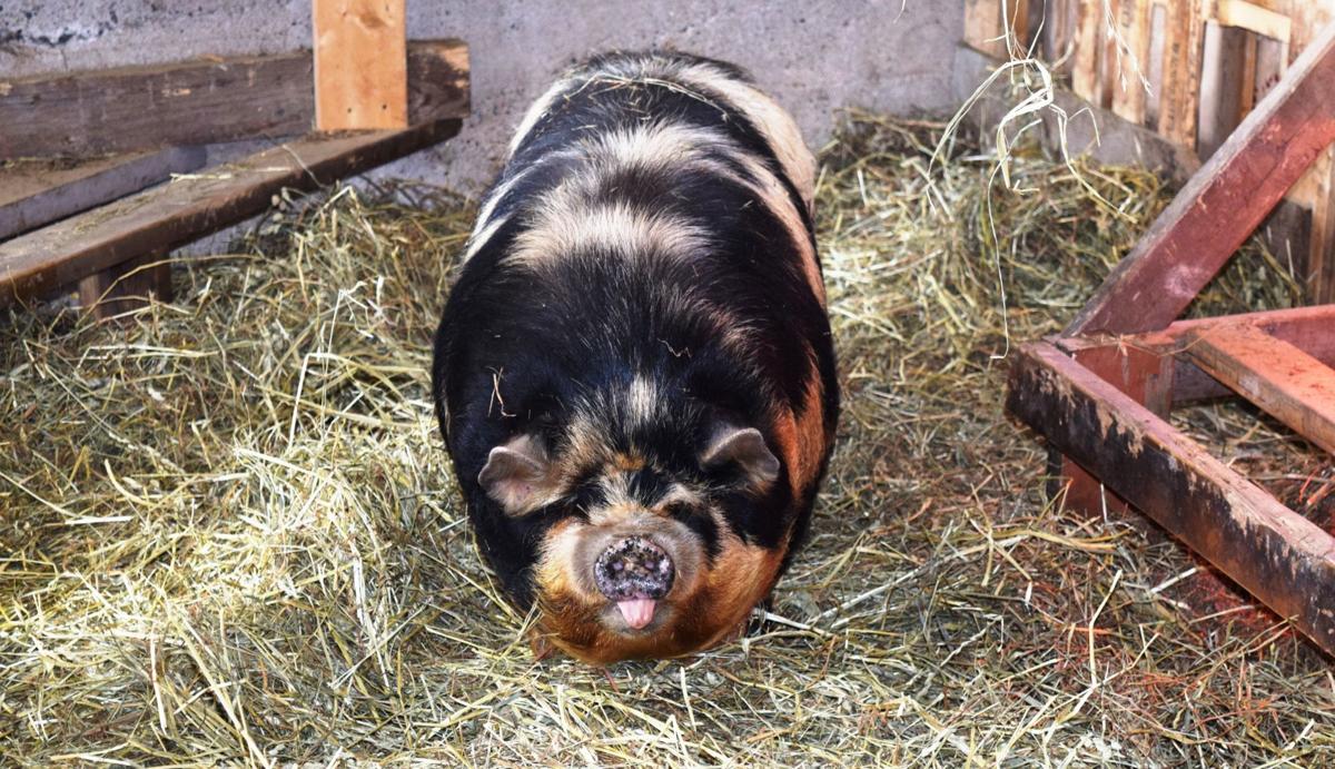 Happiness Is Pigs On Pasture Business Agupdate Com
