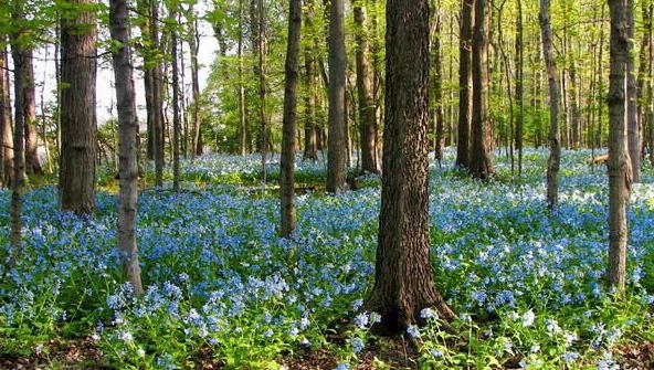 Trelease woods