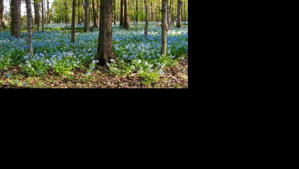 Trelease woods