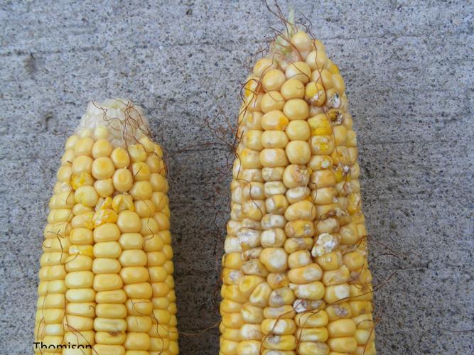New invader can damage corn