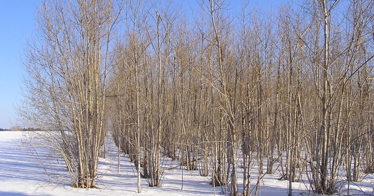 Factor snow drift, wind speed into windbreak build