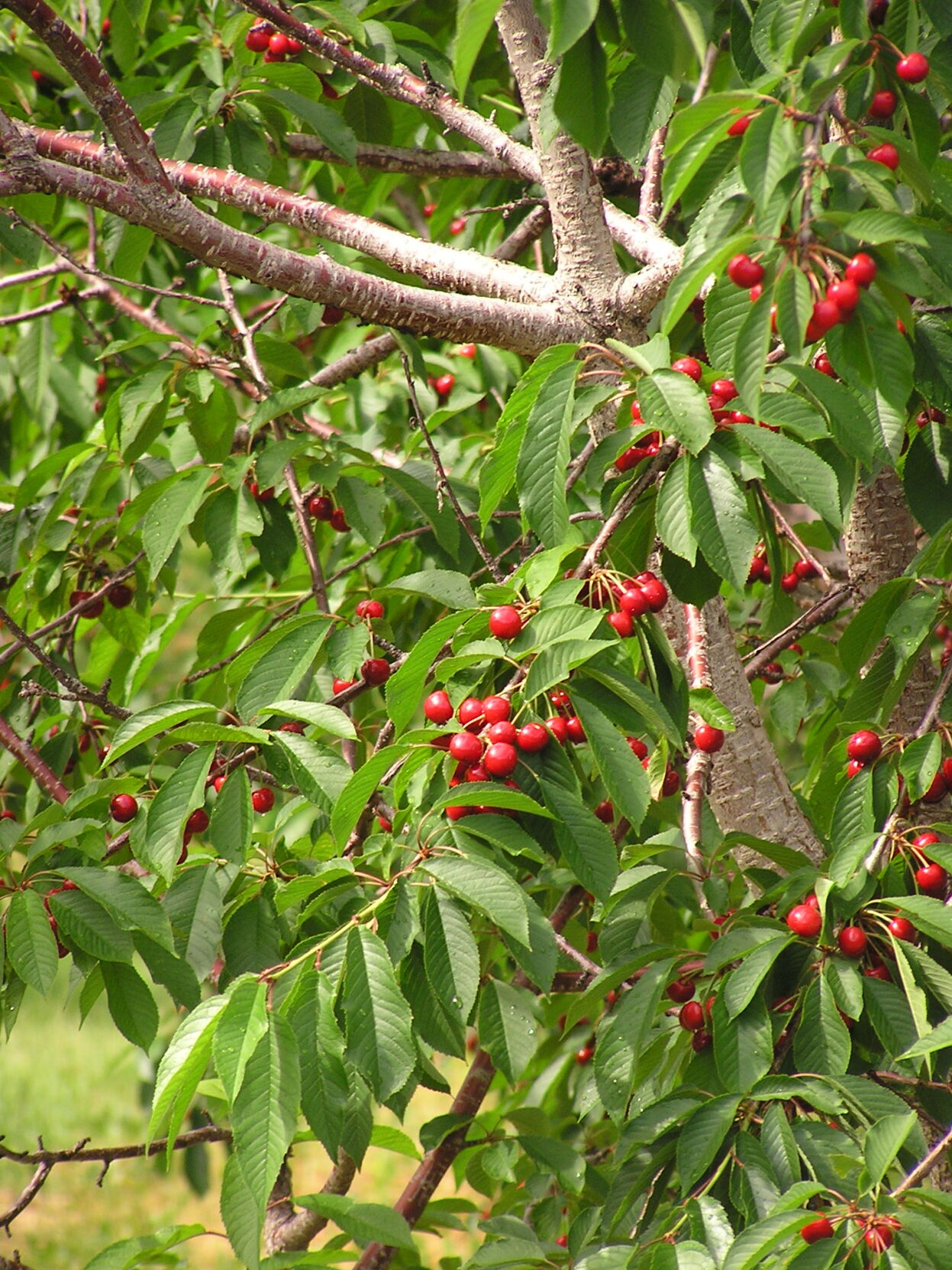 Cherries