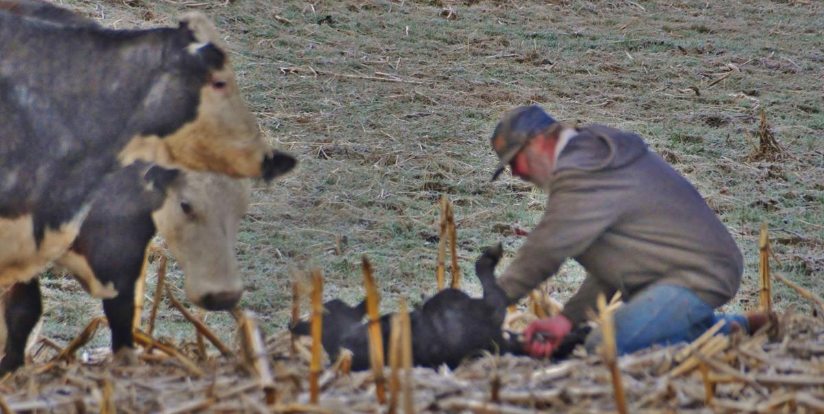 Bulman banding and tagging calves