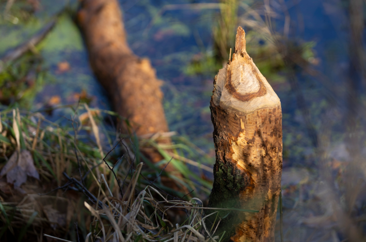 Tree impacted by beaver