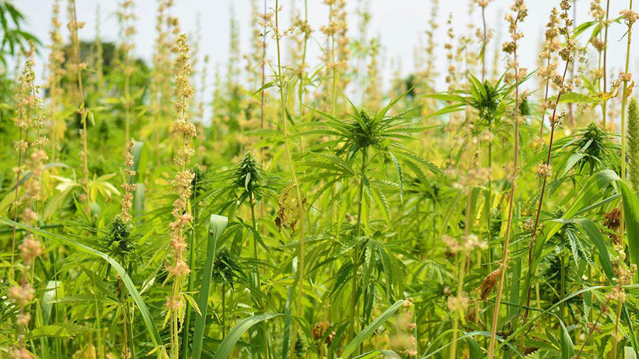 Industrial Hemp