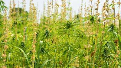 Industrial Hemp