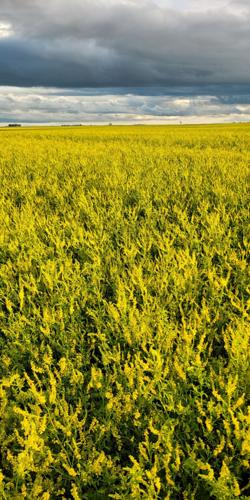Sweet clover