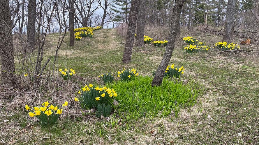 Safety watch daffodils