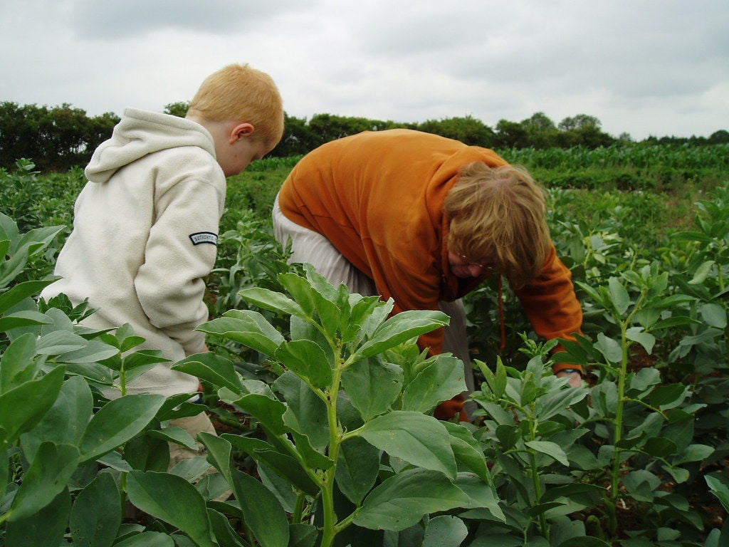 Farmer bending
