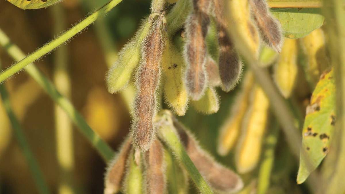 soybean-yield-closeup-pc