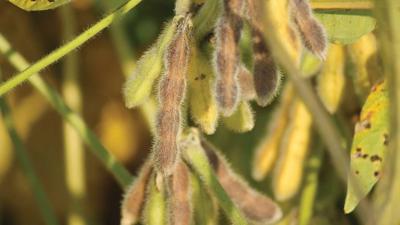 soybean-yield-closeup-pc