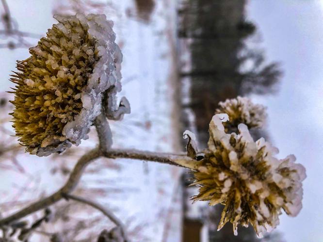 Sunflowers frozen