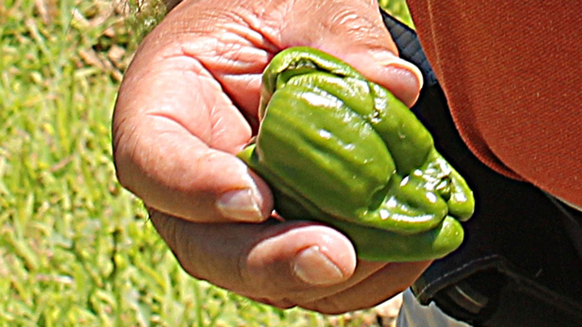 Close up pepper
