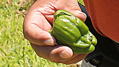 Close up pepper