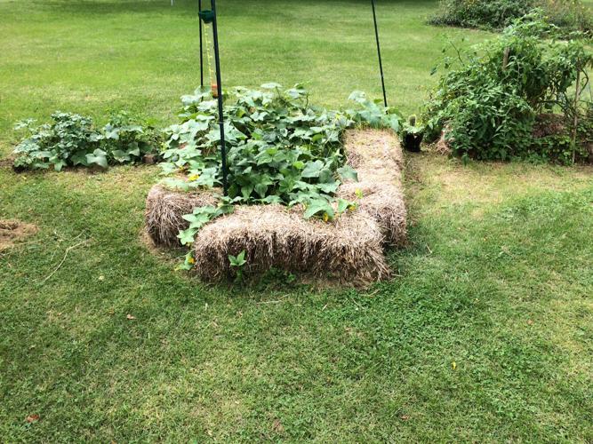 Tiny garden produces plentiful vegetables
