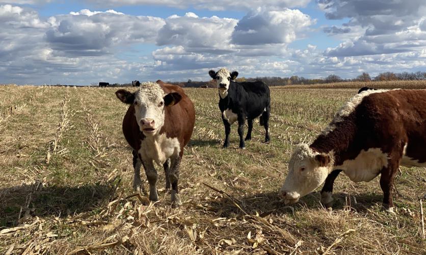 Beef cattle on pasture