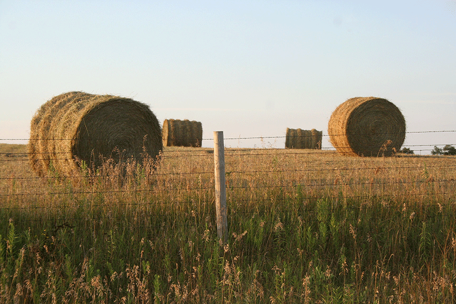 hay scam