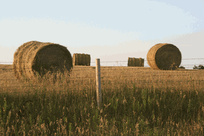 hay scam