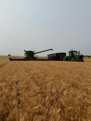 Wheat harvest