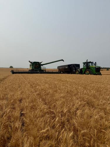 Wheat harvest