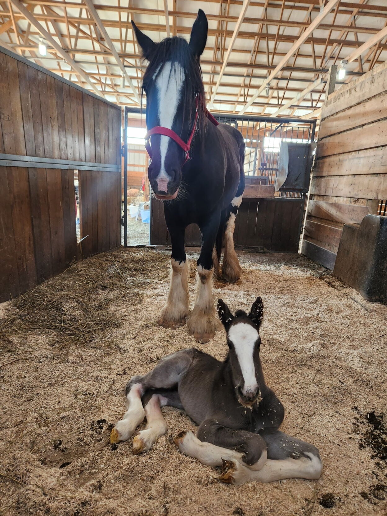 1 willow and baby winnie.jpg