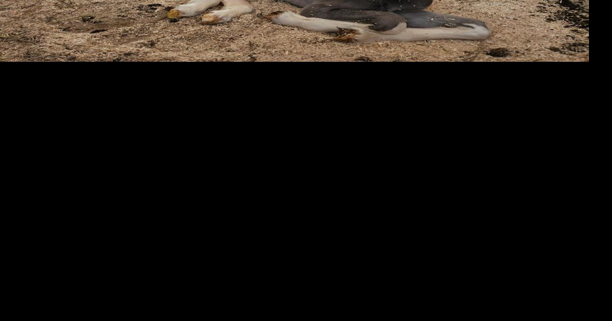 1 willow and baby winnie.jpg