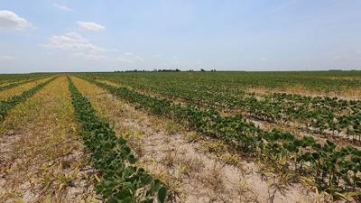 dicamba drift damage
