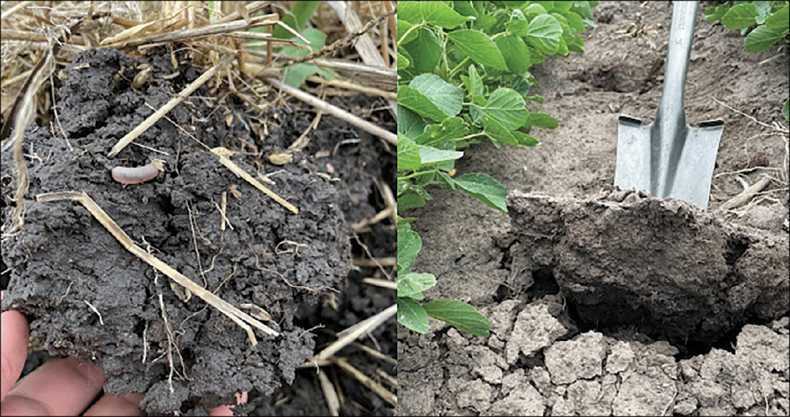 Healthy soil (left) vs compacted soil