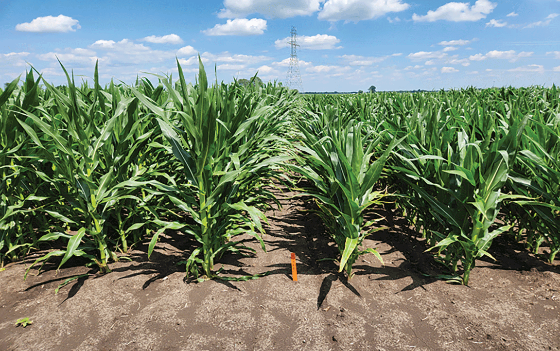 short stature corn vs full stature corn