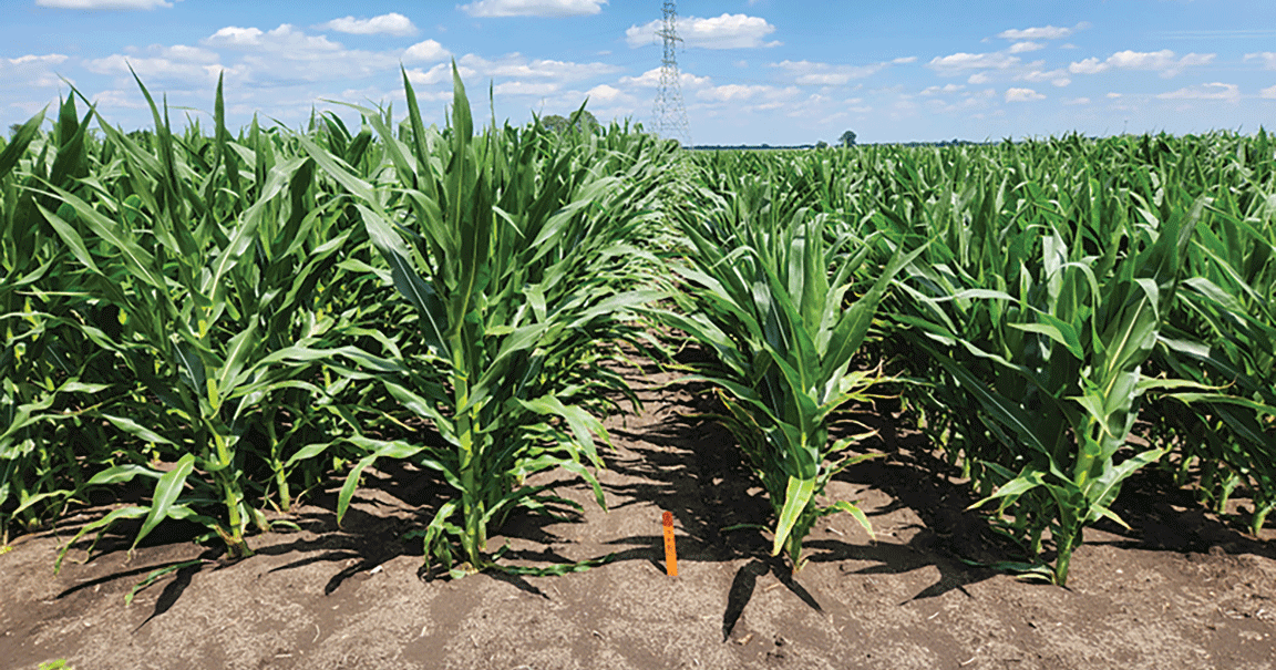 short stature corn vs full stature corn