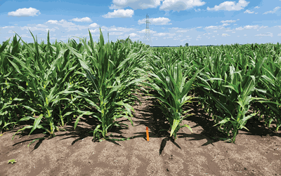 short stature corn vs full stature corn
