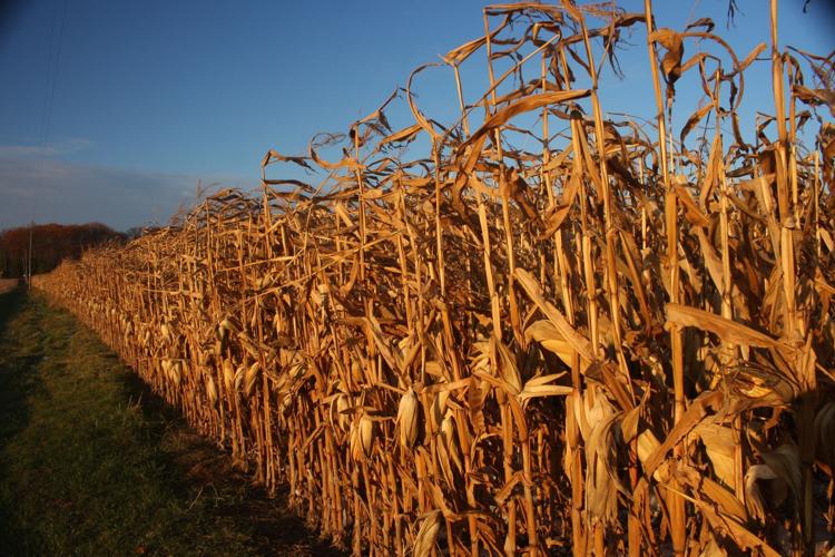 Corn in field