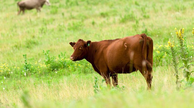 Cow