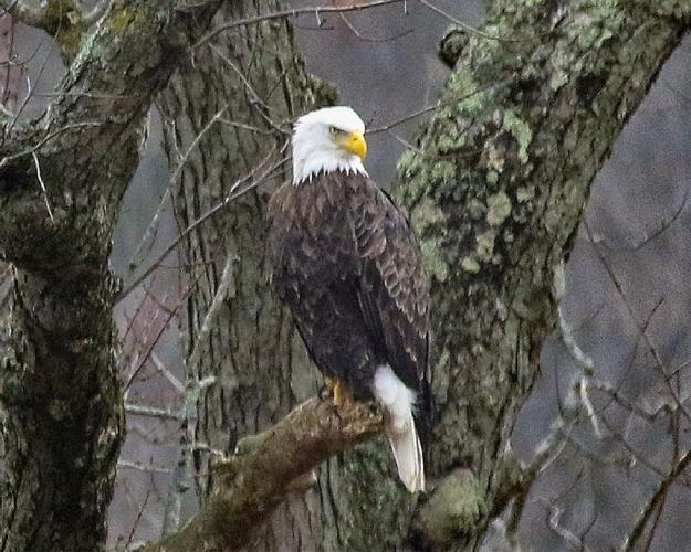 Bald eagle