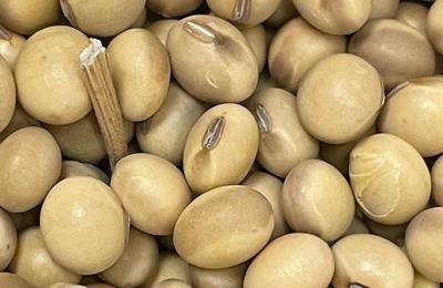 Soybean color