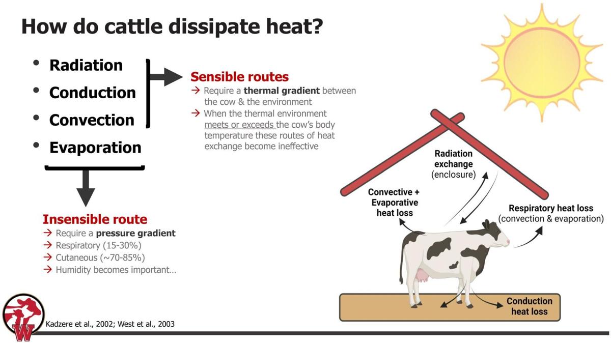 How do cattle dissipate heat?