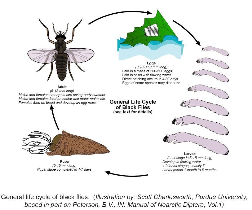 Black fly life cycle