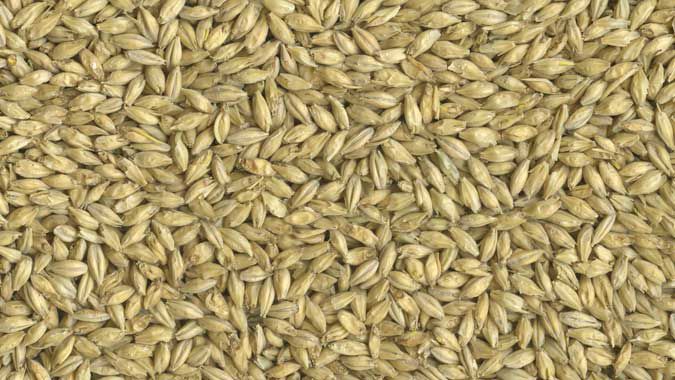 two-row malted barley