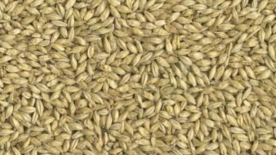 two-row malted barley