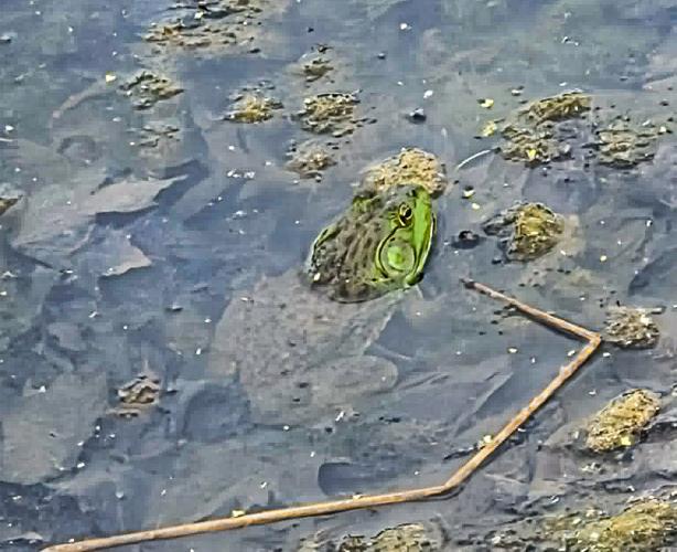 Bullfrog