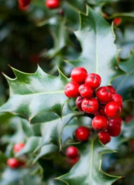 Holly