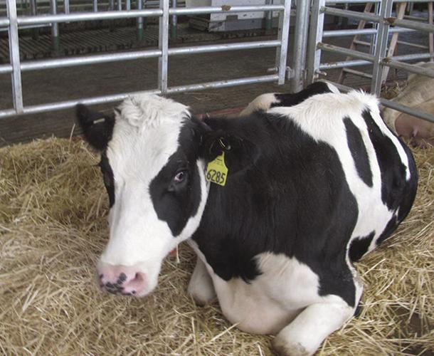 Pre-calving dairy cow